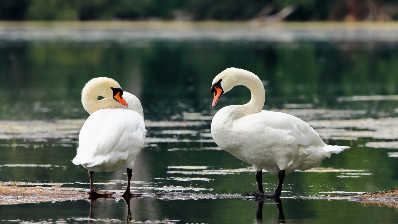 Два белых лебедя стоят в воде на берегу озера