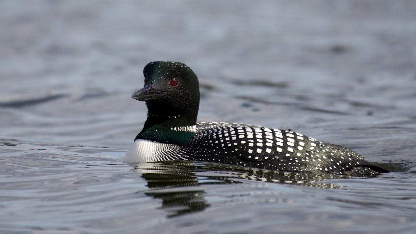 Водоплавающая птица гагара в воде