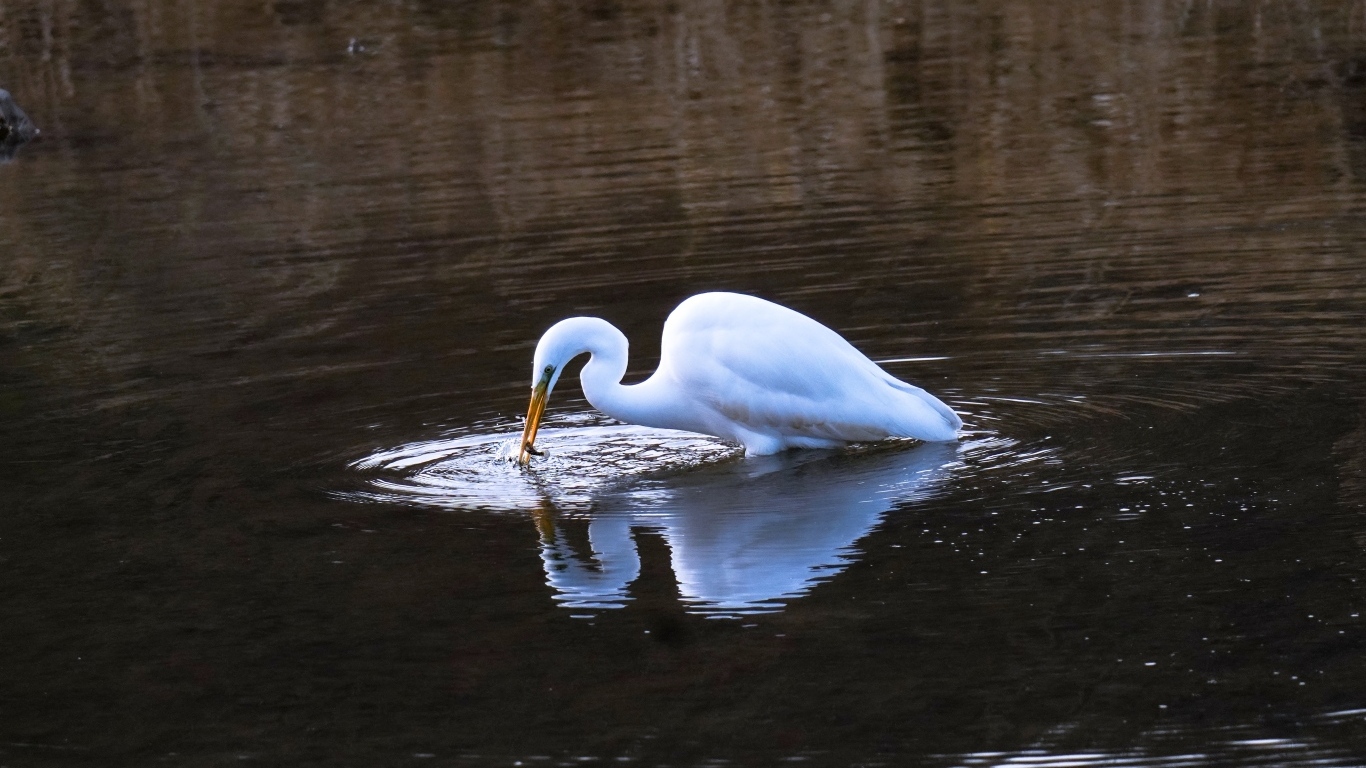 Белая цапля ловит рыбу в воде