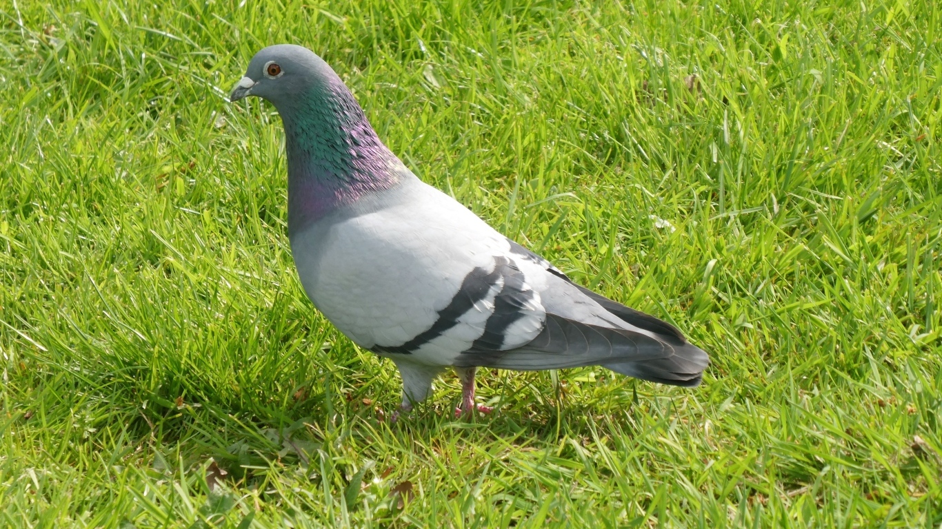 Дикий голубь стоит на зеленой траве