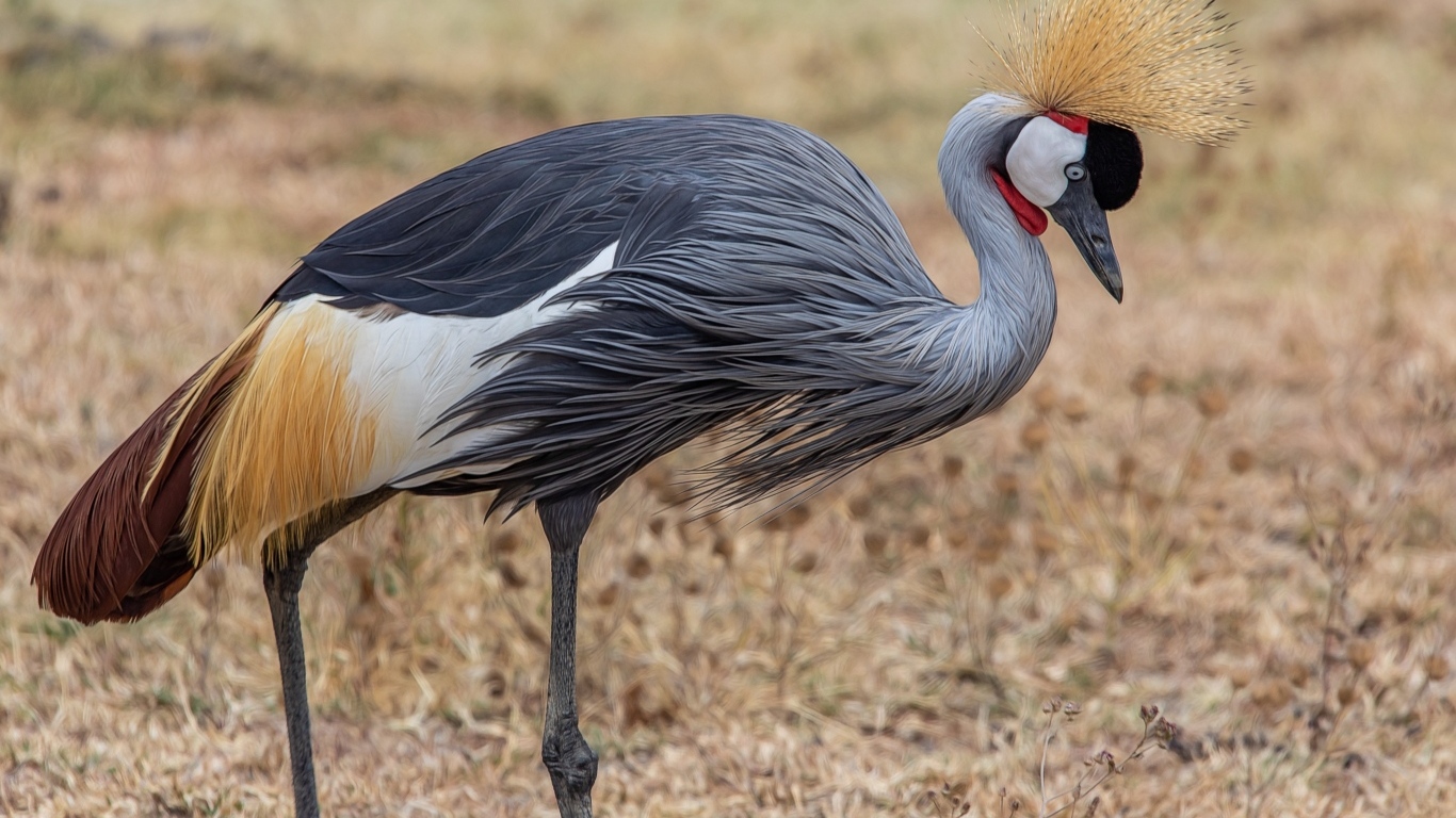 Красивый венценосный журавль