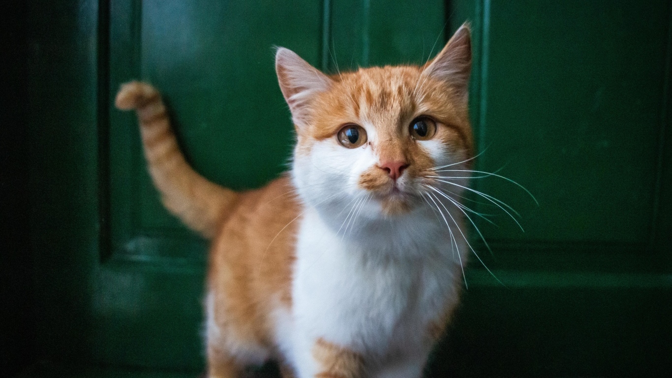 Красивый рыжий с белым кот стоит у двери 