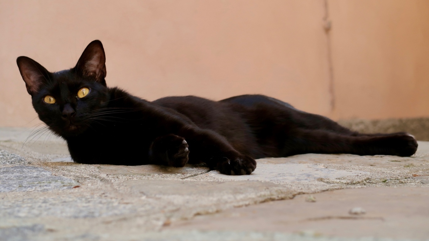 Черный кот с желтыми глазами лежит на дороге