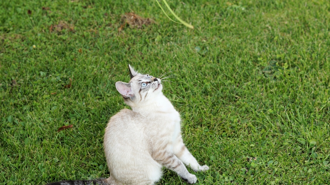 Красивая породистая кошка сидит на зеленой траве