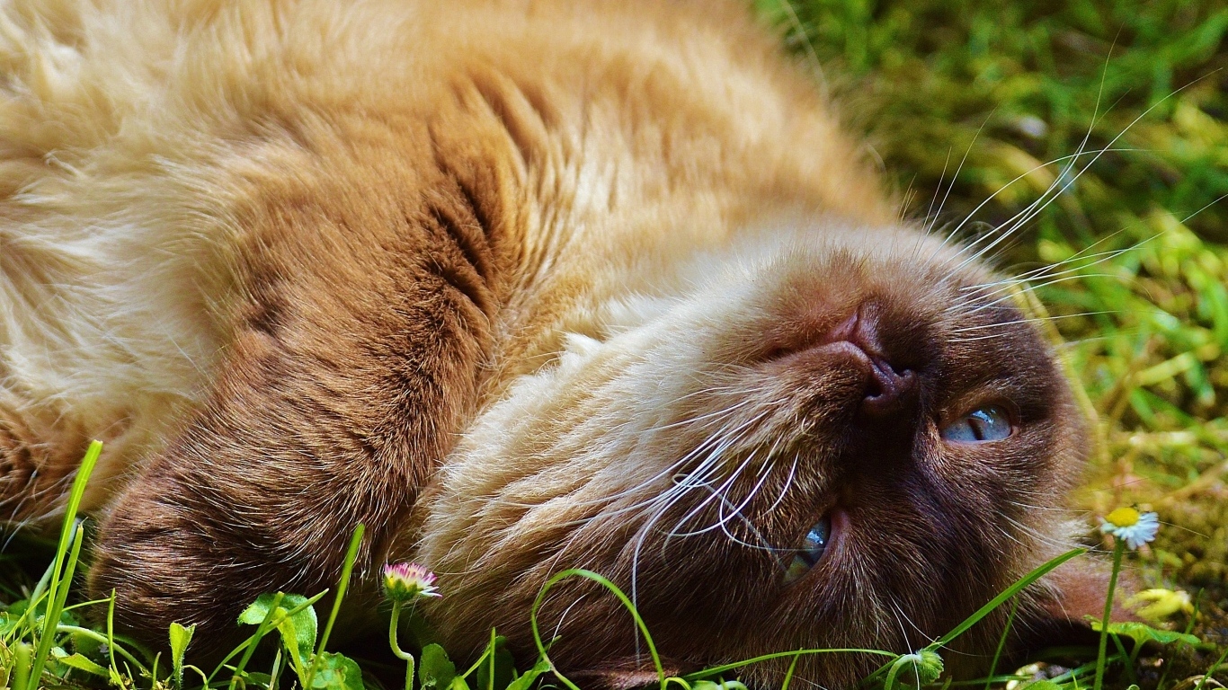 Красивый породистый кот с голубыми глазами отдыхает на траве
