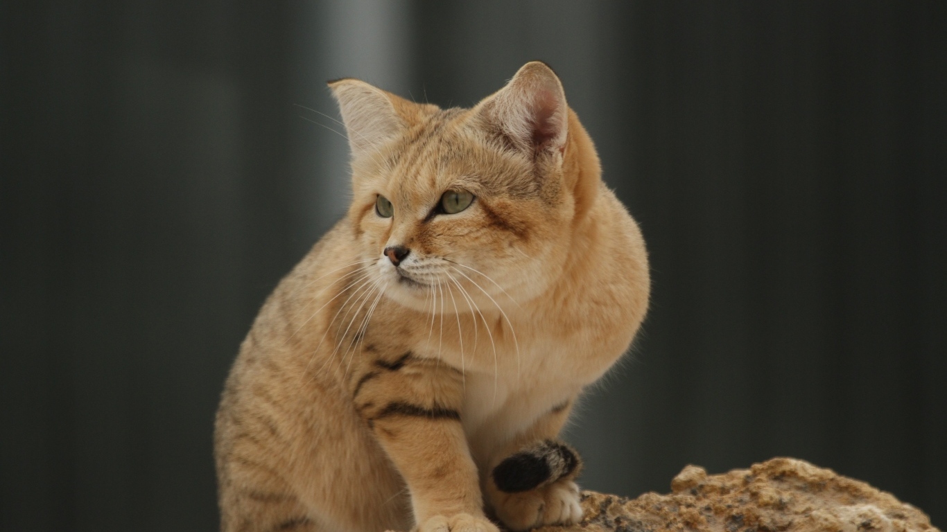 Красивый дикий барханный кот 