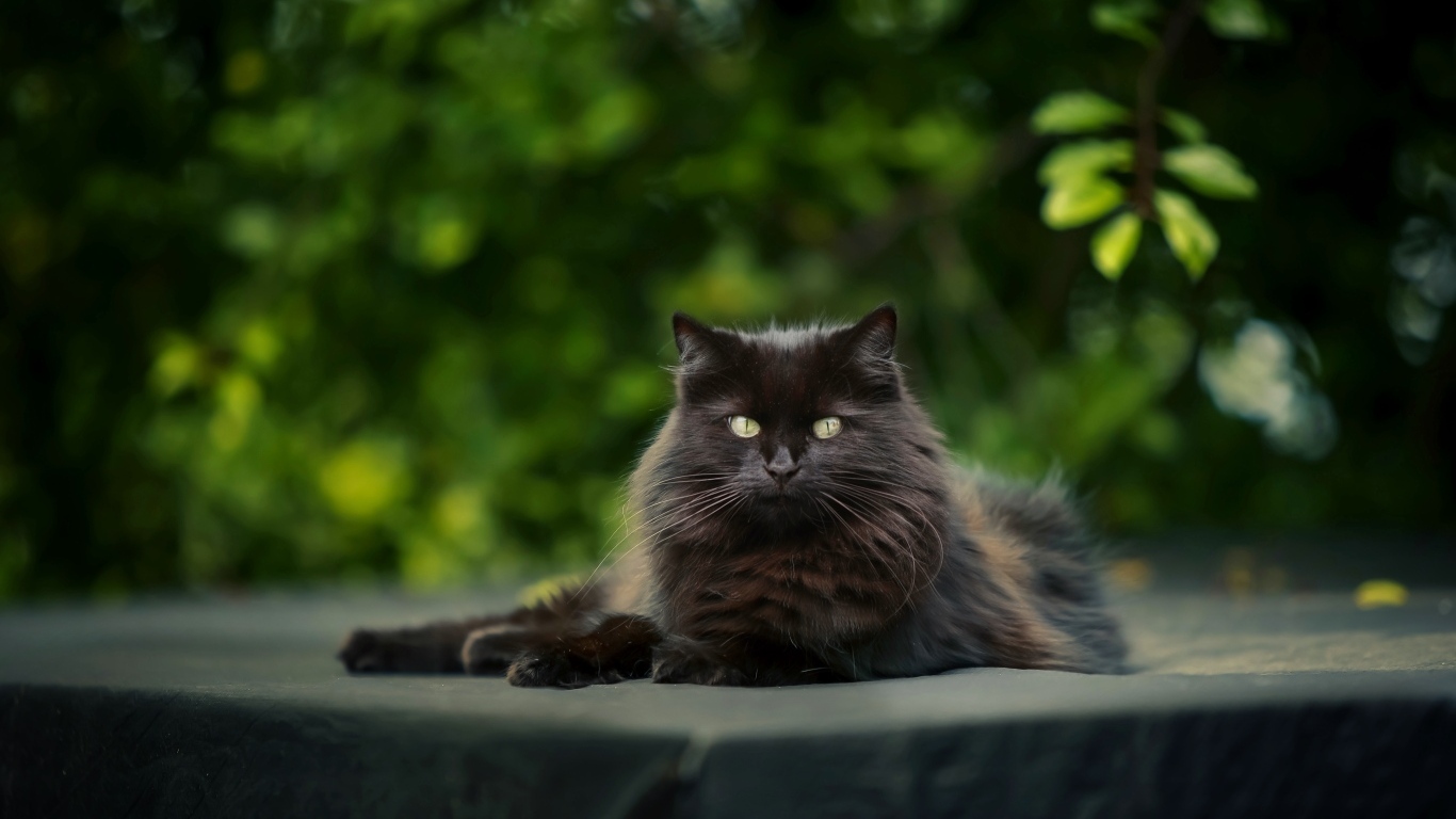 Большой черный кот лежит на столе