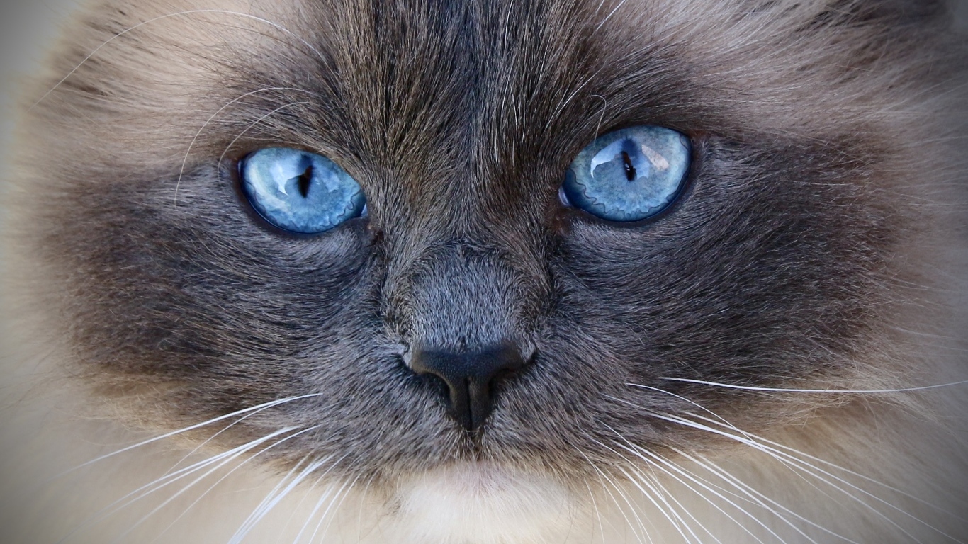 Большие голубые глаза породистой кошки крупным планом