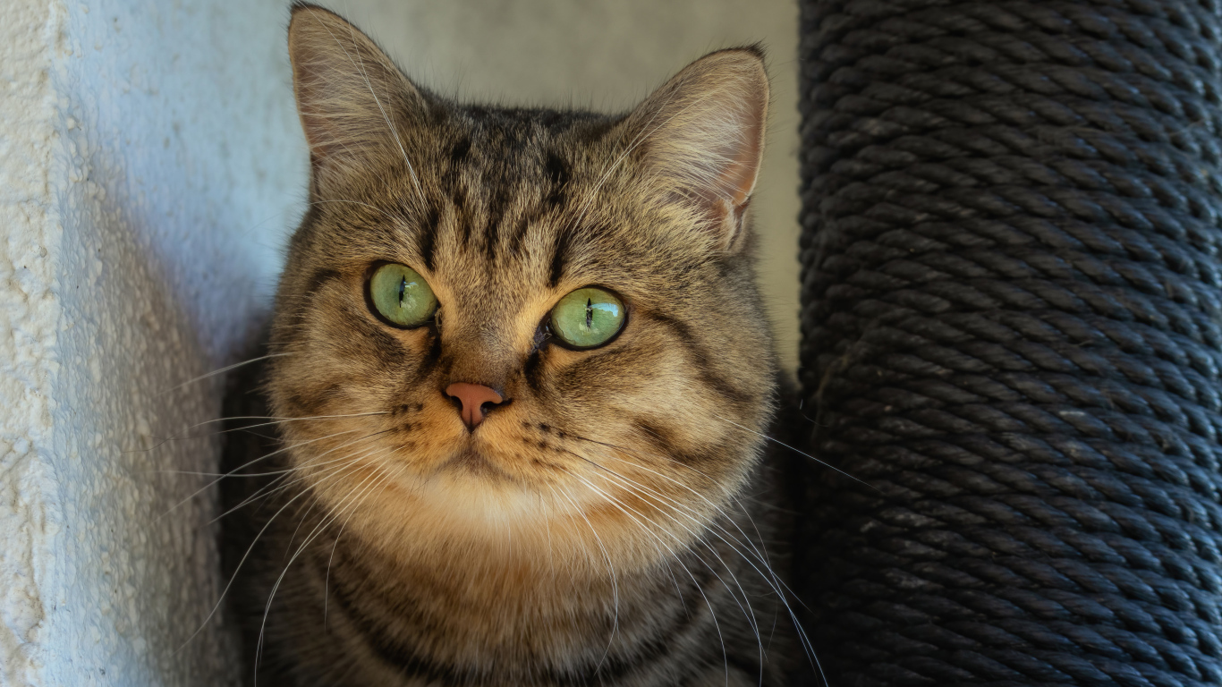 Большой серый кот с зелеными глазами