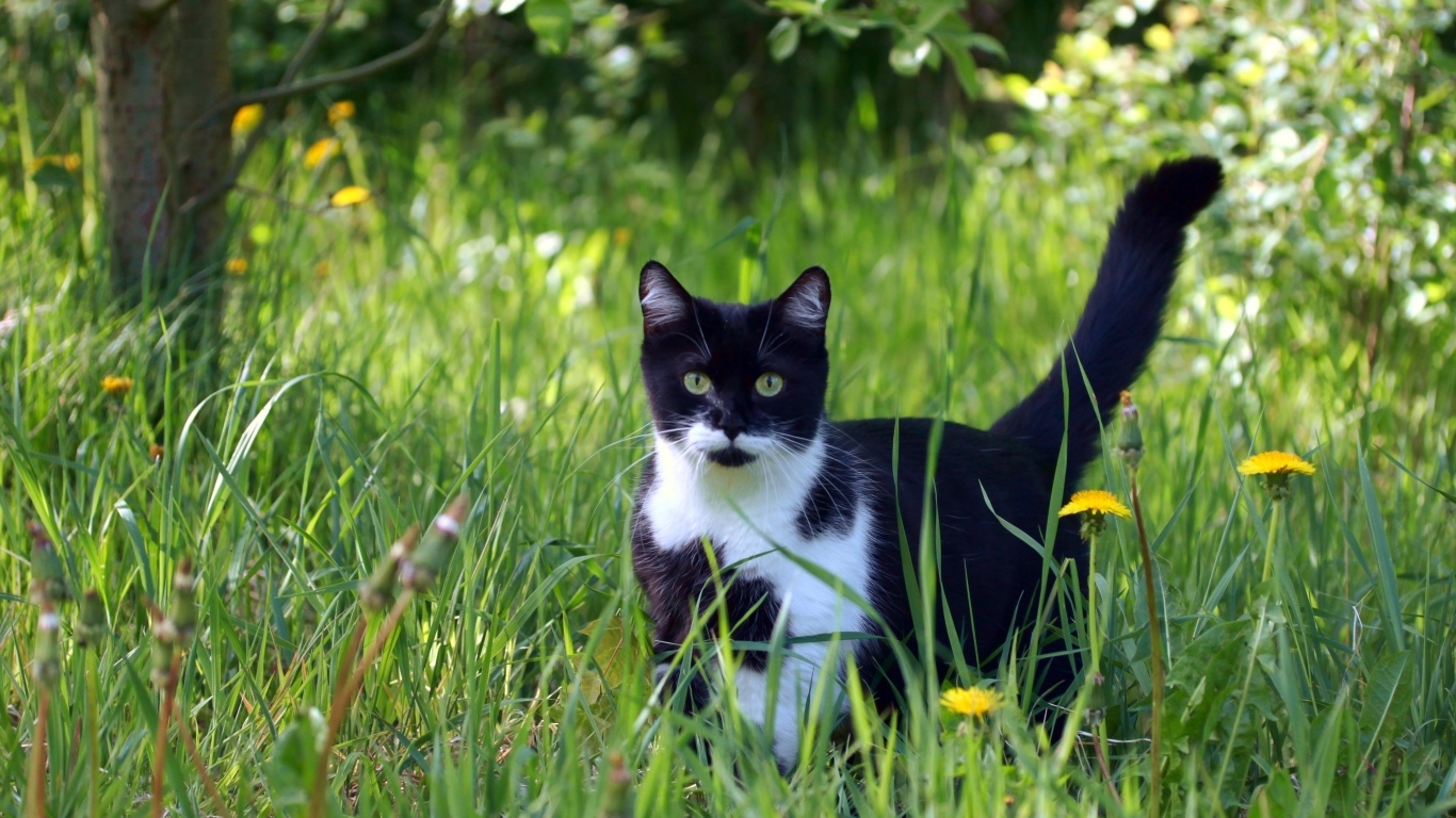 Черно-белый кот в зеленой траве