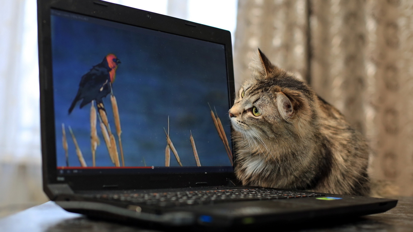 Любопытный серый кот с ноутбуком