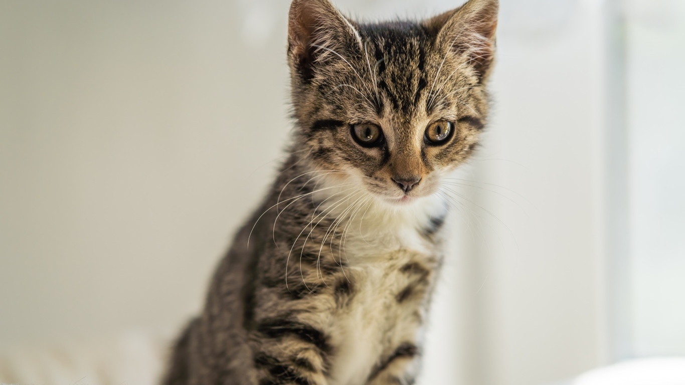 Милый серый котенок сидит на кровати