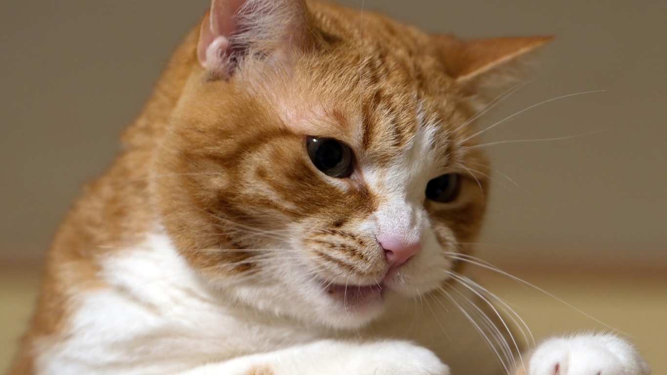 Недовольный рыжий кот крупным планом