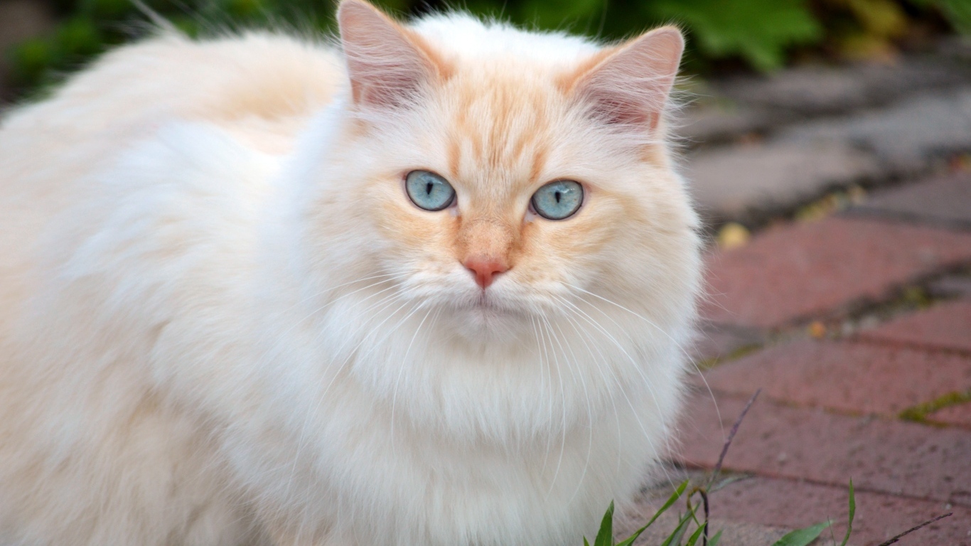 Пушистый кот с красивыми голубыми глазами