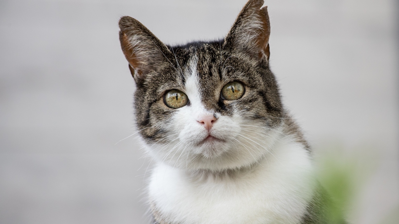 Серый кот с зелеными глазами и белой грудкой