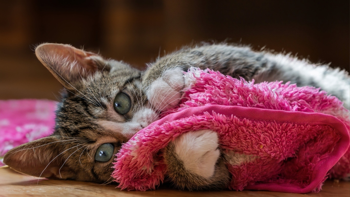 Серый котенок лежит на красном покрывале