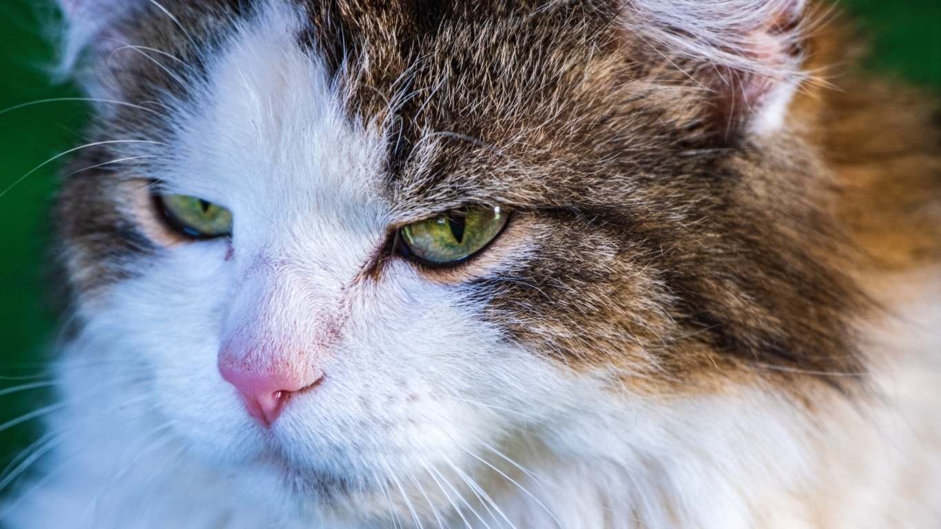 Зеленоглазый кот с розовым носом
