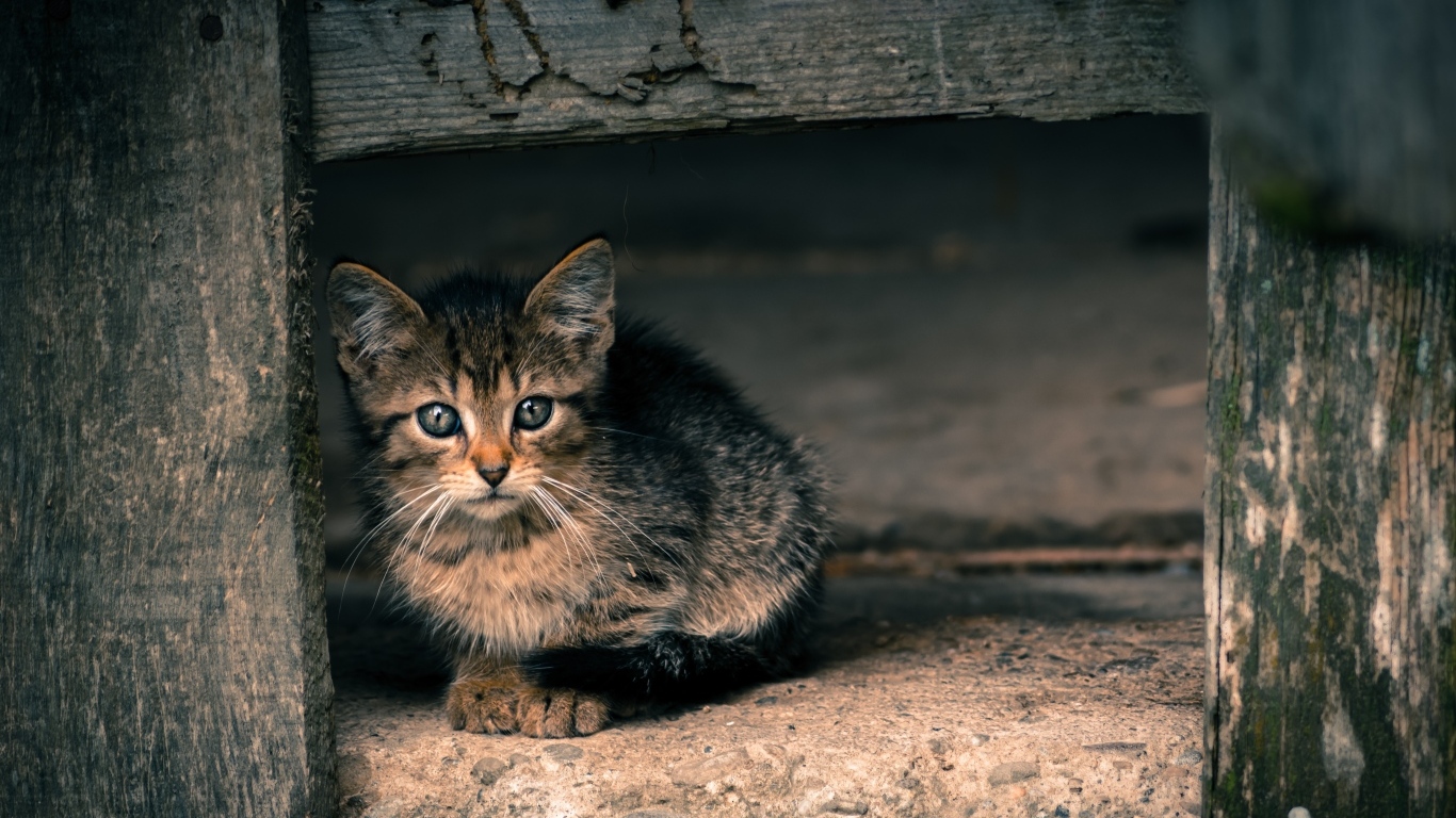 Маленький серый котенок в деревянной будке
