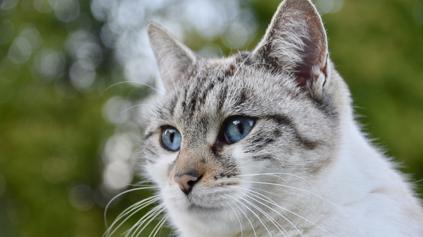 Морда голубоглазой породистой кошки