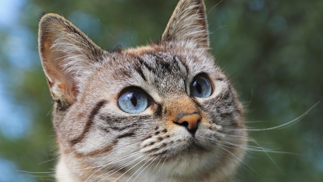 Морда породистой кошки с голубыми глазами