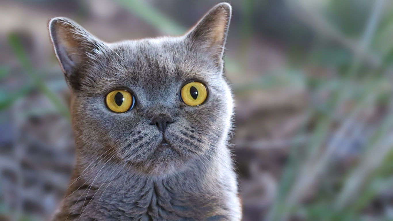 Породистый британский кот с большими желтыми глазами