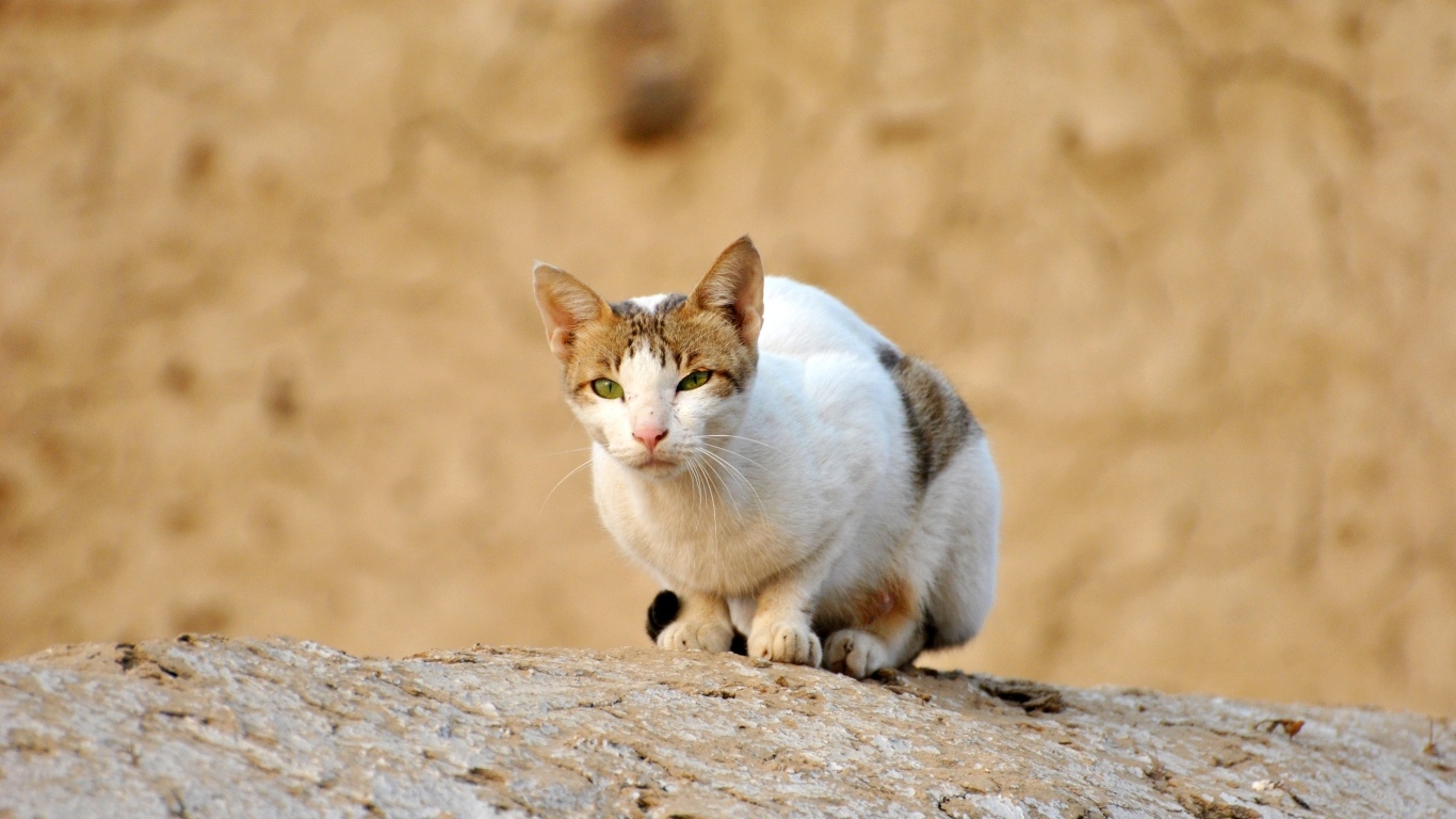 Грустный бродячий кот сидит на камне