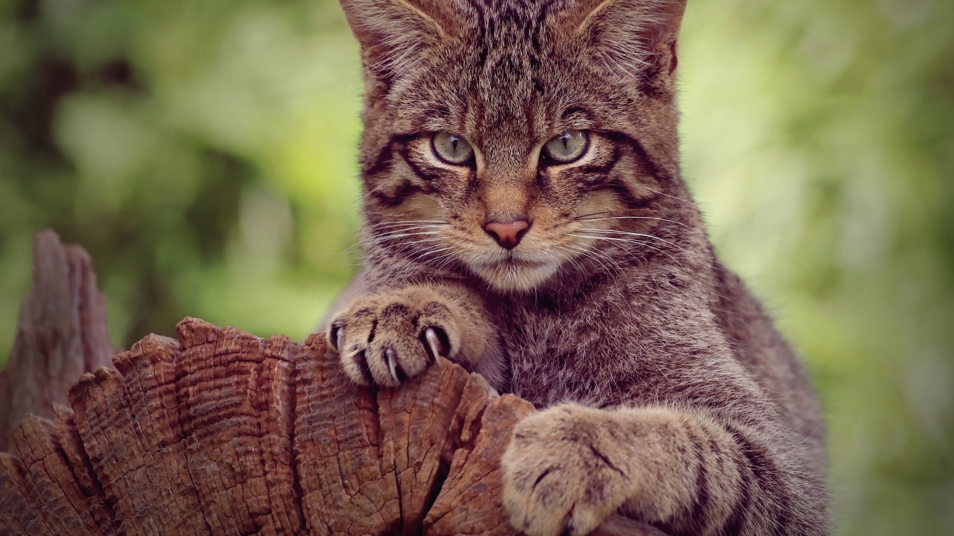 Серьезный серый кот на старом дереве