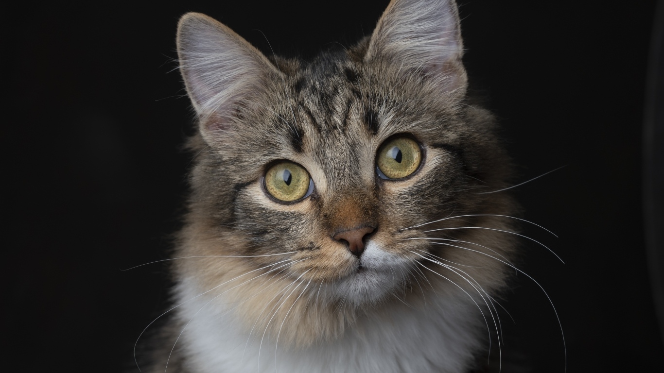 Умный взгляд пушистой кошки на черном фоне