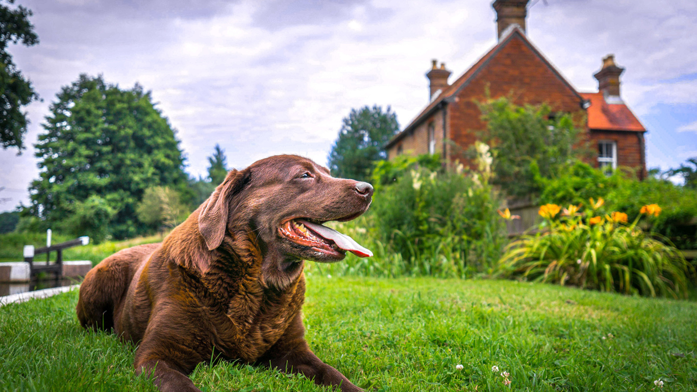 Коричневый лабрадор с высунутым языком лежит на траве