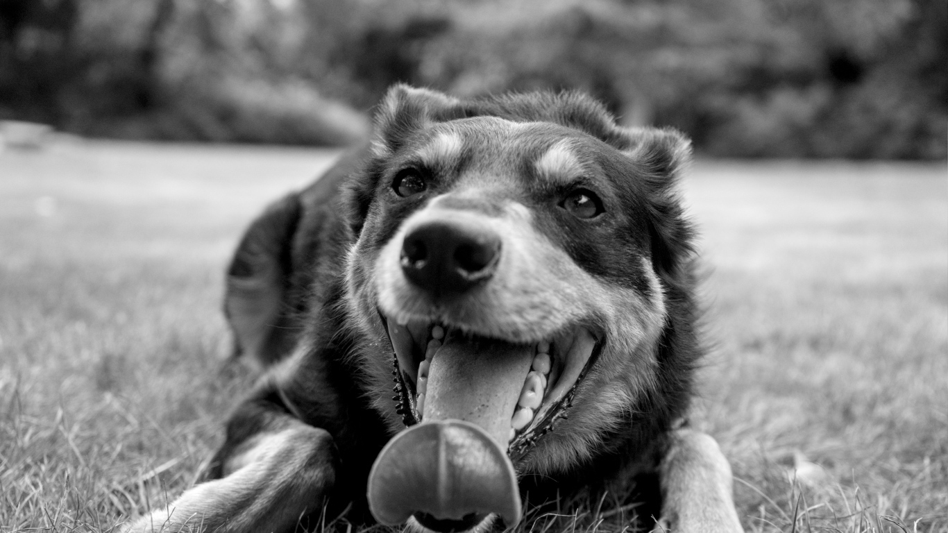 Австралийский келпи с высунутым языком на траве