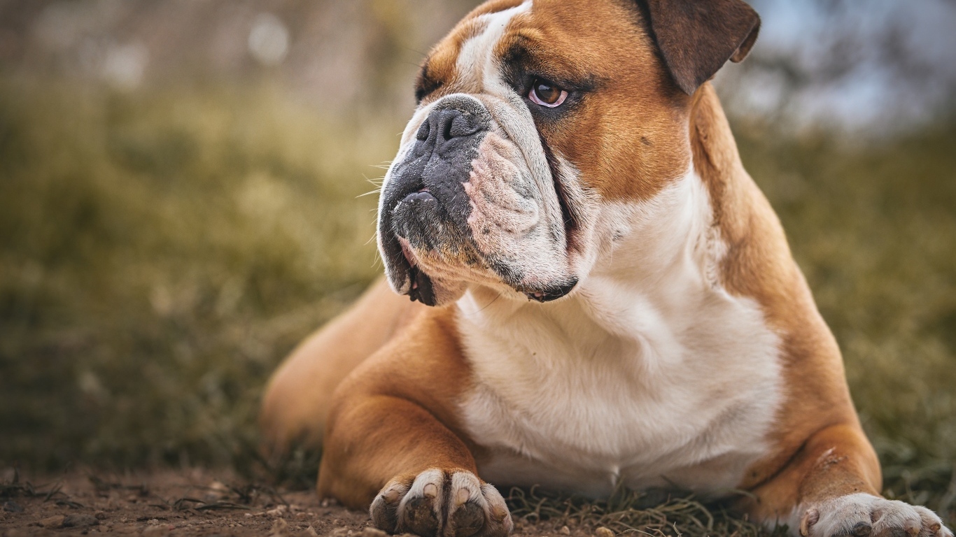 Большой серьезный бульдог лежит на земле