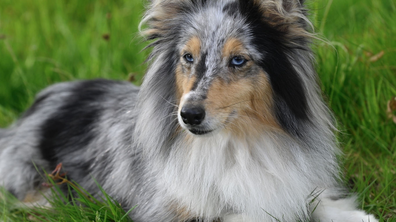 Голубоглазая шотландская овчарка лежит на траве