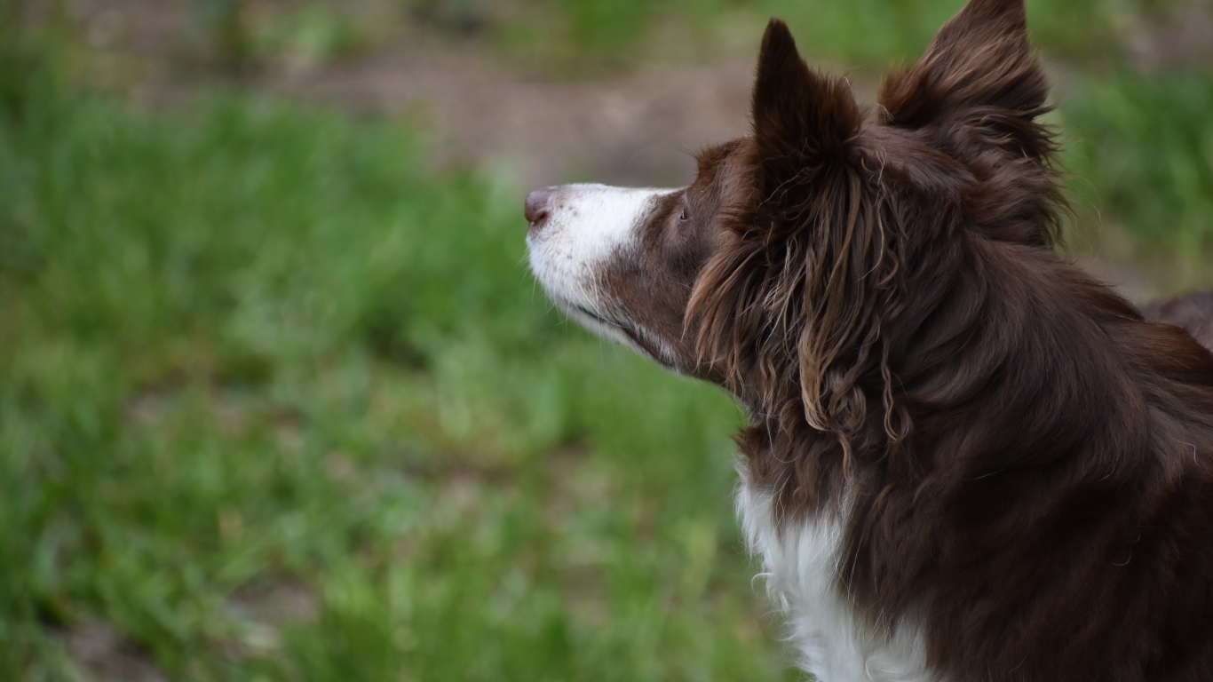 Бордер колли с грустным взглядом