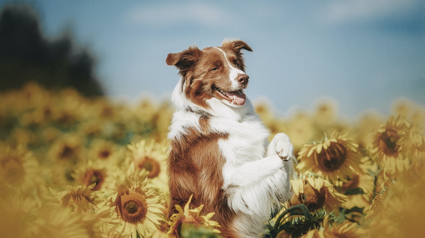 Собака породы бордер колли в подсолнухах