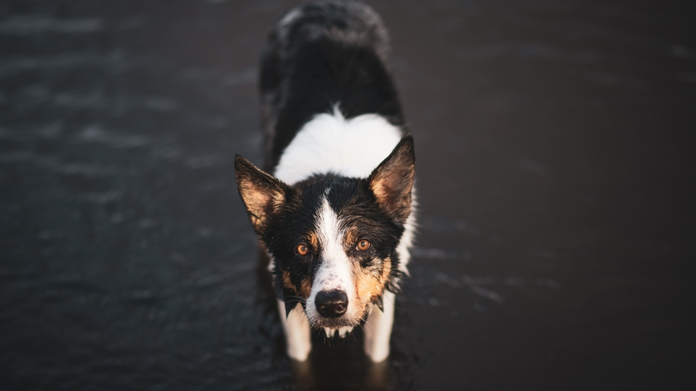 Собака породы бордер колли в воде