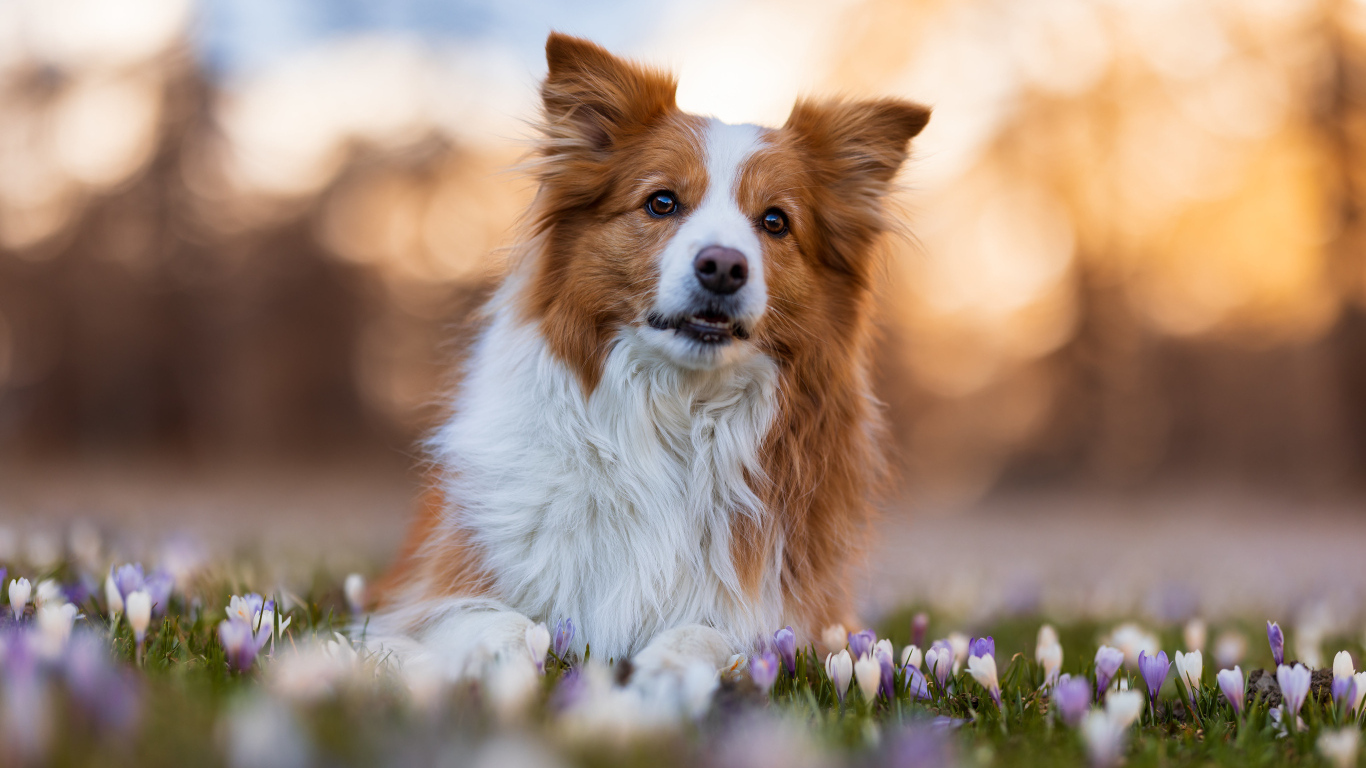 Собака бордер колли лежит в цветах