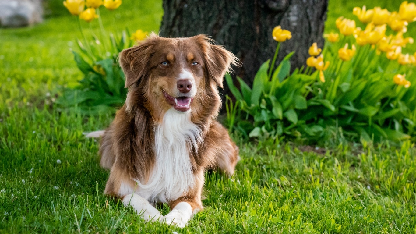 Коричневая австралийская-овчарка лежит на траве под деревом