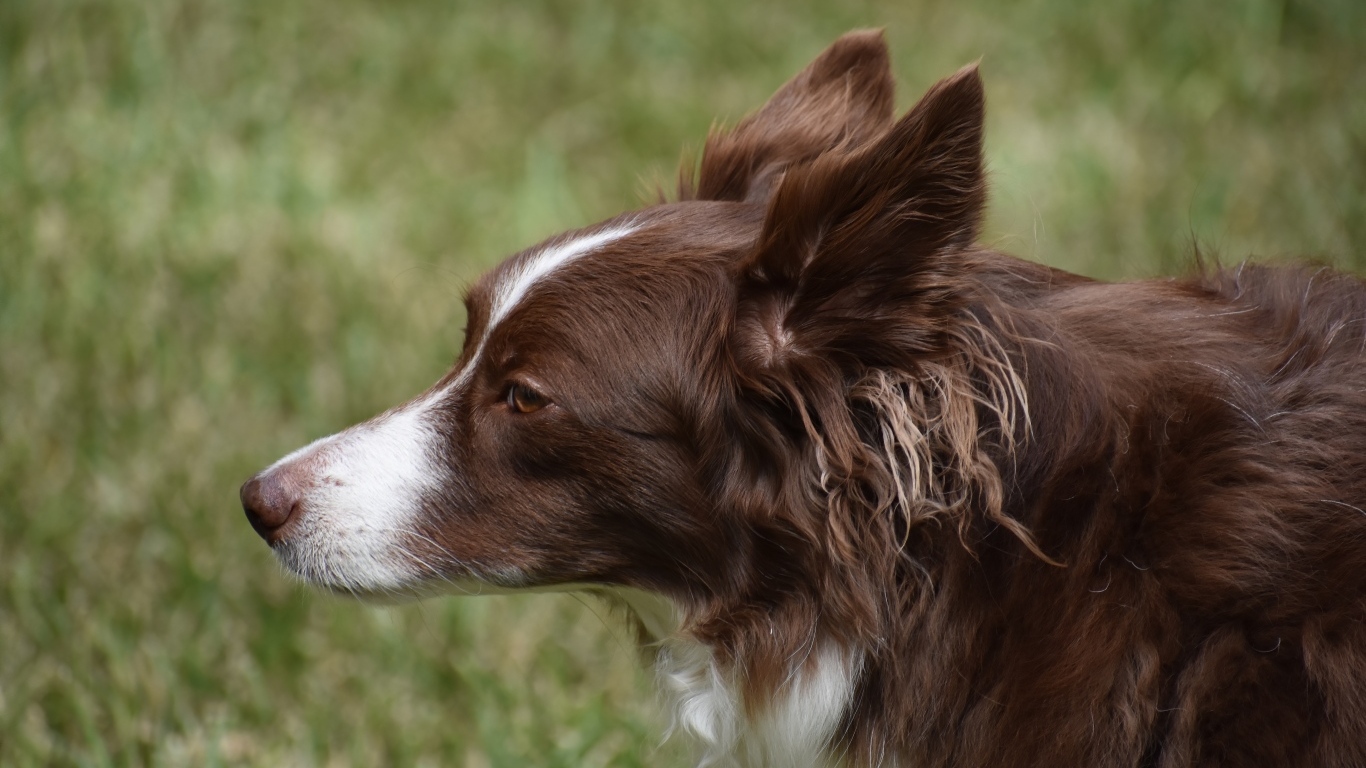 Коричневая собака бордер колли