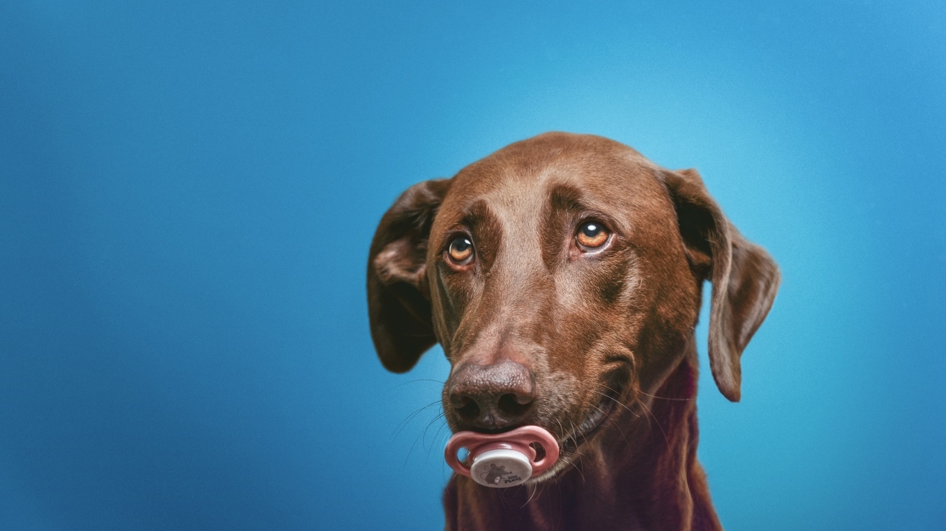 Коричневый лабрадор с соской в зубах