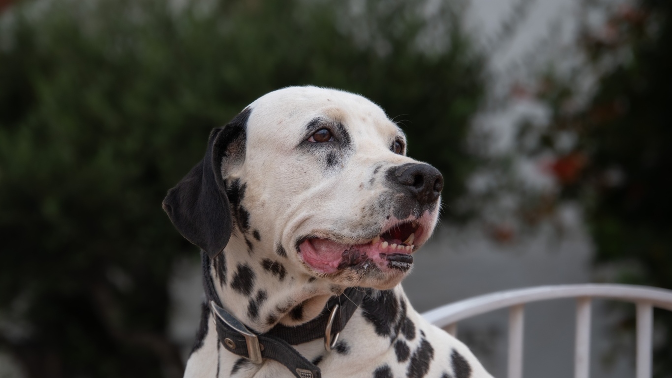 Далматин с открытой пастью 