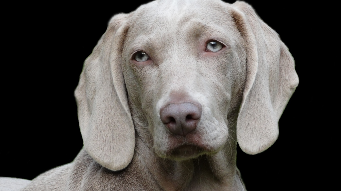 Пес породы веймаранер на черном фоне