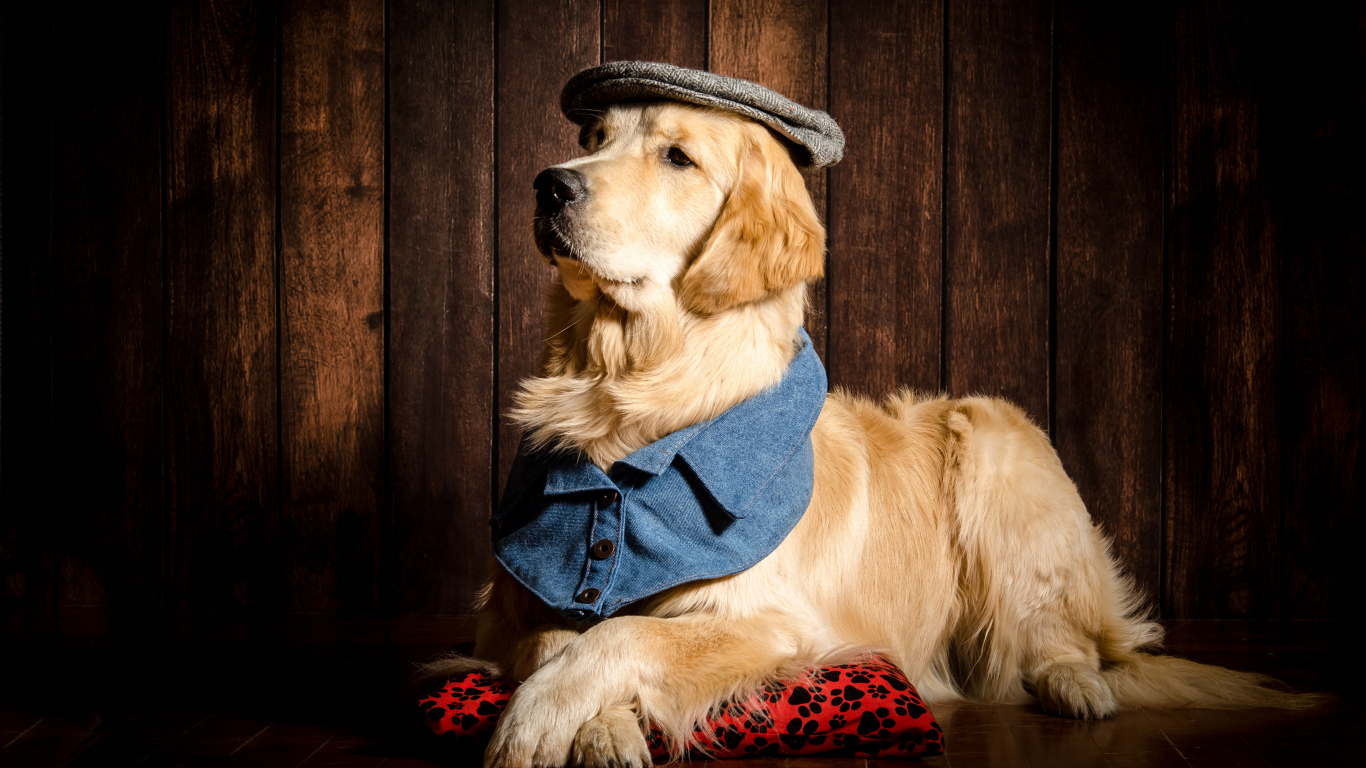 Золотистый ретривер в шляпе лежит на полу