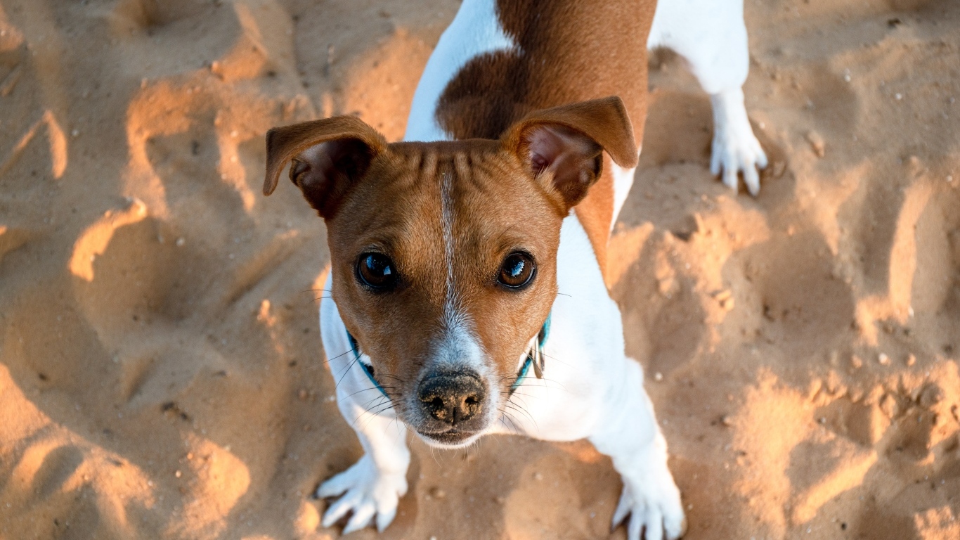 Пес породы джек рассел терьер стоит на песке 