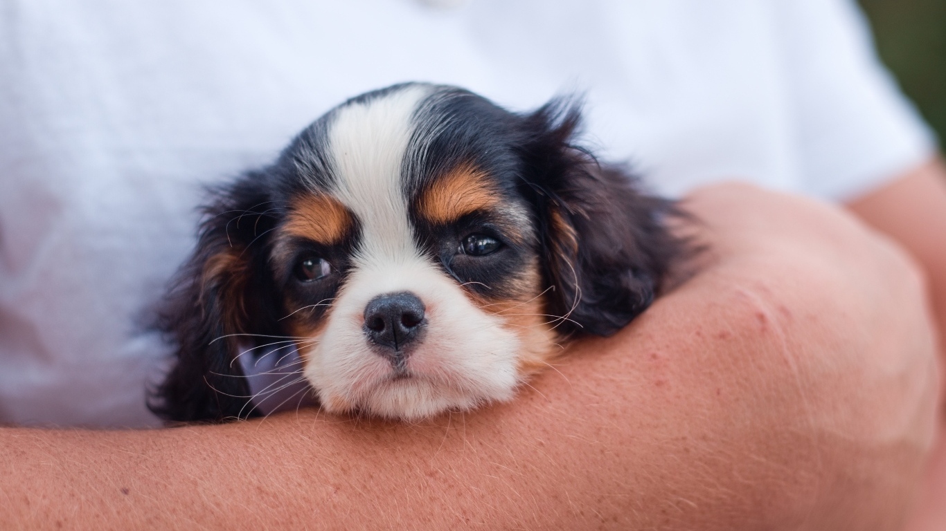 Маленький кинг чарльз спаниель на руках