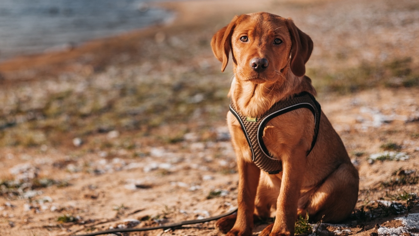 Маленький лабрадор сидит на песке