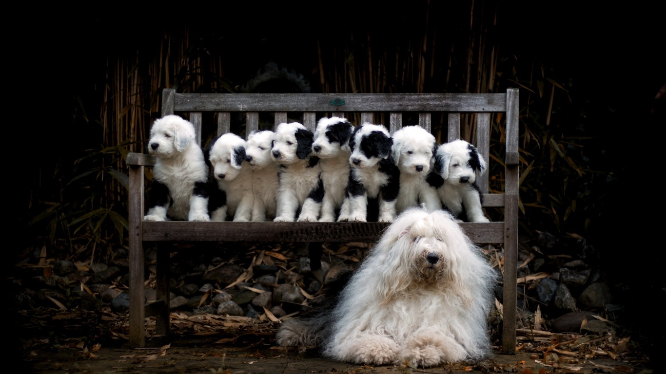 Маленькие щенки на скамейке