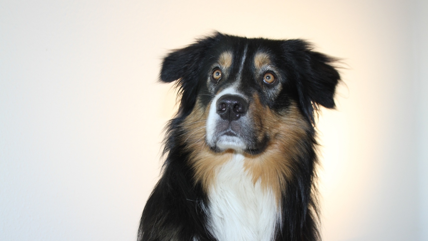 Взгляд умной собаки на сером фоне