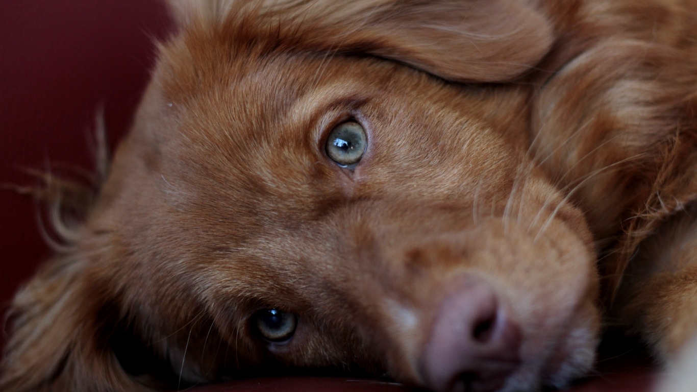 Грустный коричневый пес крупным планом