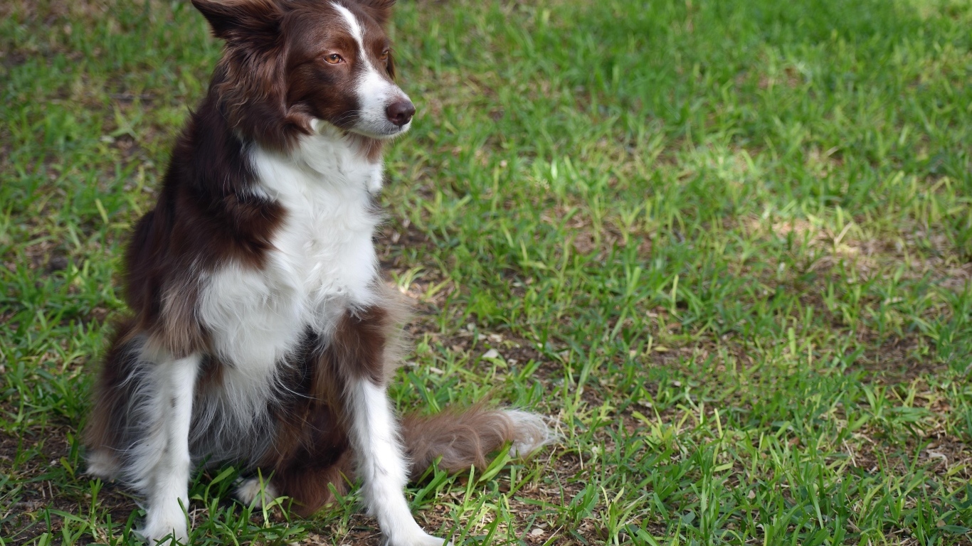 Грустный пес породы бордер колли сидит на траве