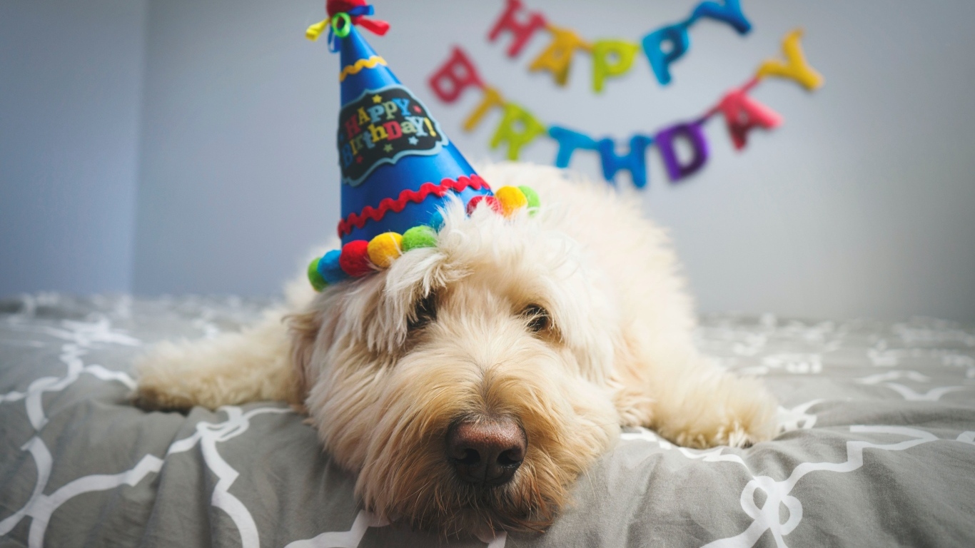 Грустный белый пес отмечает день рождения